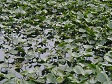Lillies in Swamp.jpg